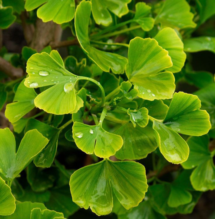 Ginkgo Biloba, salah satu obat alami untuk meredakan vertigo
