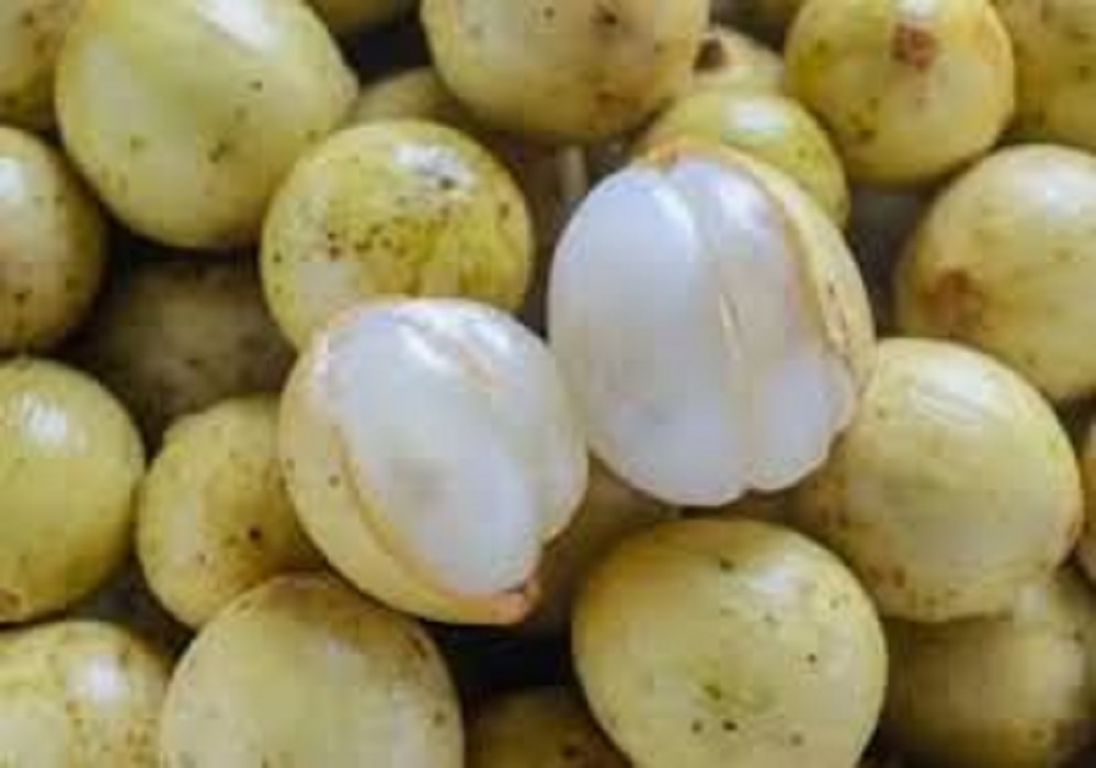 Meski bentuknya kecil, buah duku ternyata mengandung banyak khasiat untuk kesehatan.