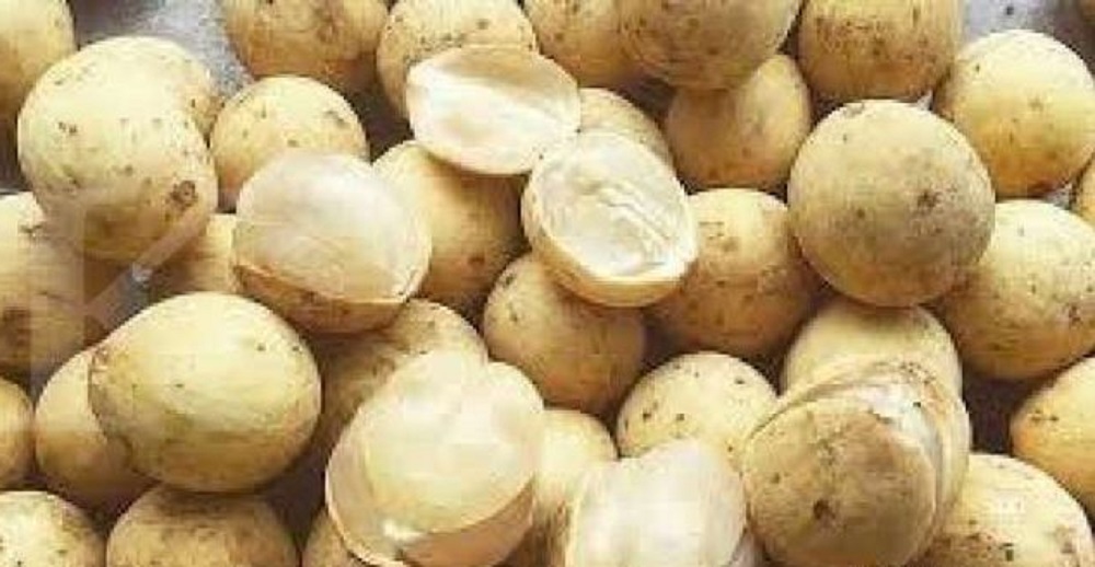 Buah langsat mirip duku memiliki beberapa kandungan nutrisi yang bermanfaat bagi kesehatan tubuh manusia.
