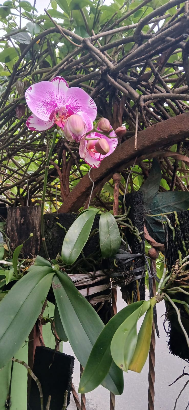 Anggrek yang terpapar langsung air hujan perlu perawatan agar tidak muncul bakteri yang menimbulkan penyakit.