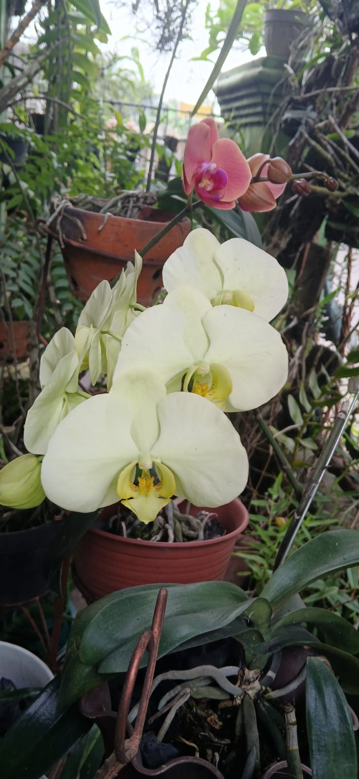 Anggrek bulan tumbuh subur dan berbunga di musim hujan.