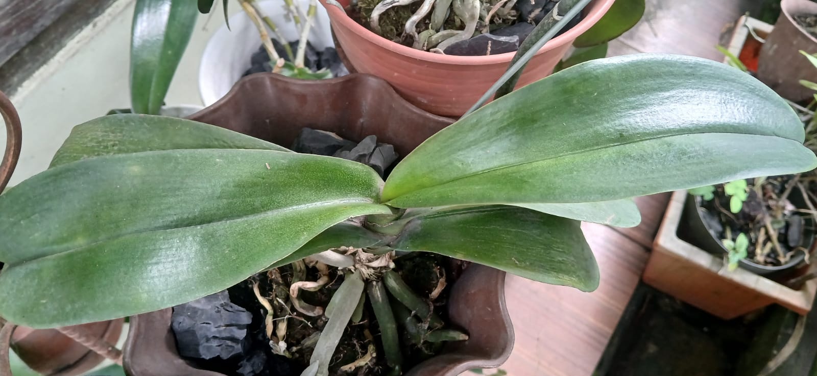 Daun akan menghijau segar setelah terkena siraman air hujan.