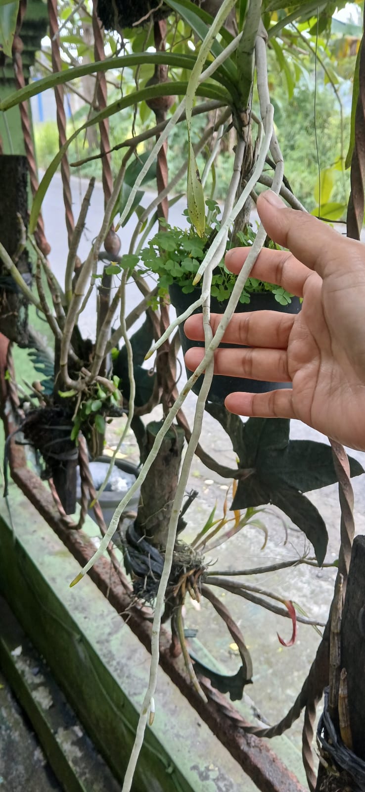 Akar anggrek tumbuh memanjang karena terkena air hujan.