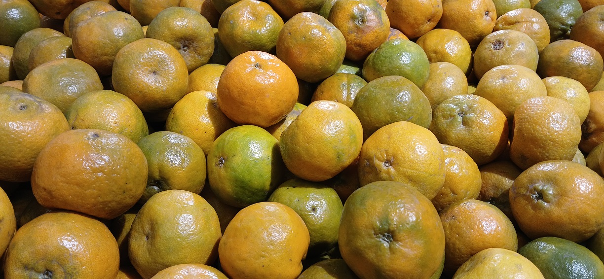 Buah jeruk kaya manfaat untuk kesehatan.