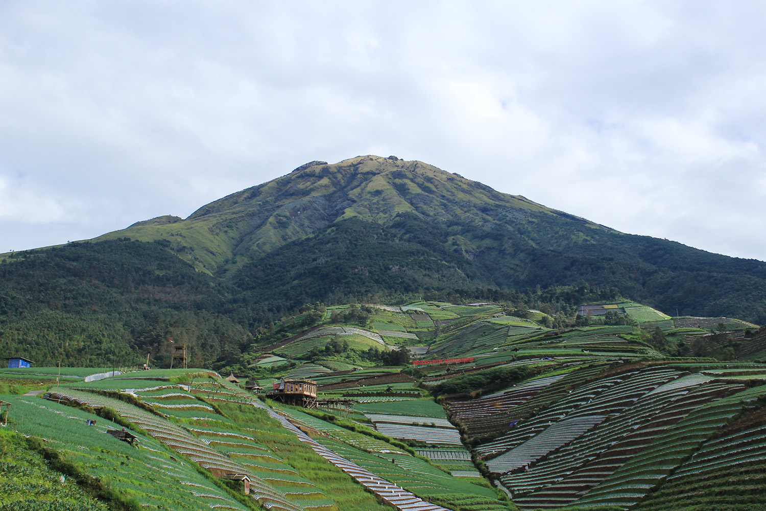 Hamparan sawah dan Gunung Sumbing di Negeri Sayur Sukomakmur.