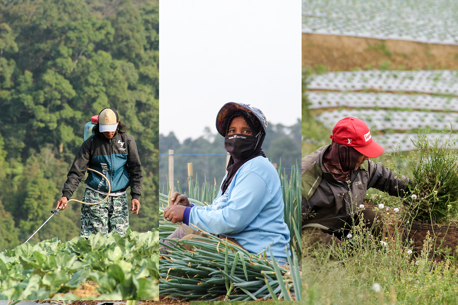 Aktivitas pertanian di Negeri Sayur Sukomakmur.