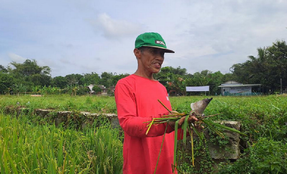 Mahfud, petani Desa Banyuwangi, Kecamatan Bandongan, Kabupaten Magelang menunjukkan padi yang rusak diserang tikus, Kamis (17/4/2025).