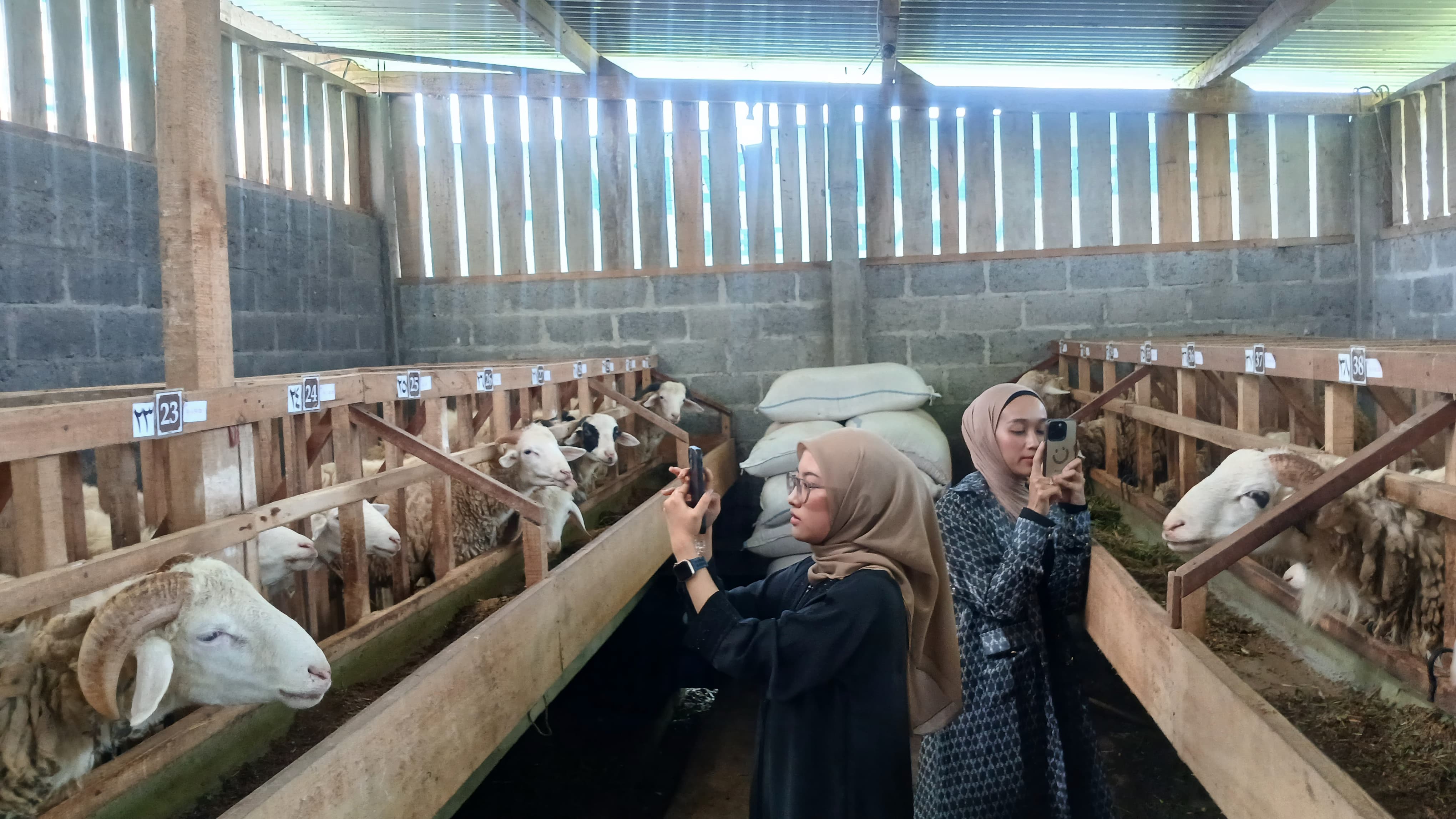 Para kreator konten tengah live memasarkan kambing kurban lewat media sosial di kandang Desa Bomerto, Wonosobo.