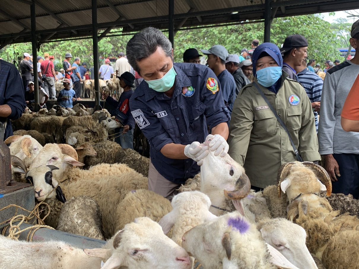 Petugas DKPPP Temanggung memeriksa hewan kurban kambing di Pasar Hewan Kranggan, Jumat (23/5/2025).
