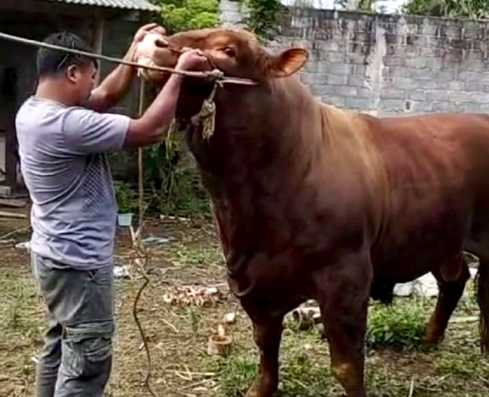 Sapi Limosin seberat hampir 1 ton yang dibeli Presiden Prabowo untuk kurban Idul Adha di MAJT An-Nuur, Kabupaten Magelang.
