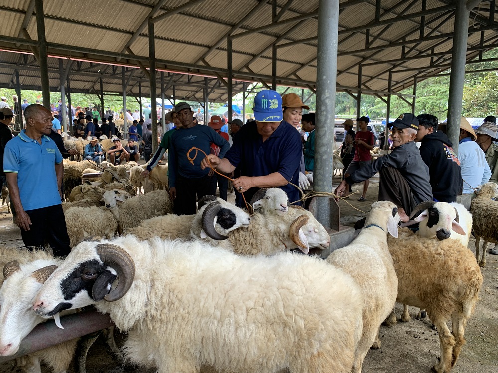 Penjual kambing kurban saat bertransaksi dengan pembeli di Pasar Hewan Kranggan.  &nbsp;