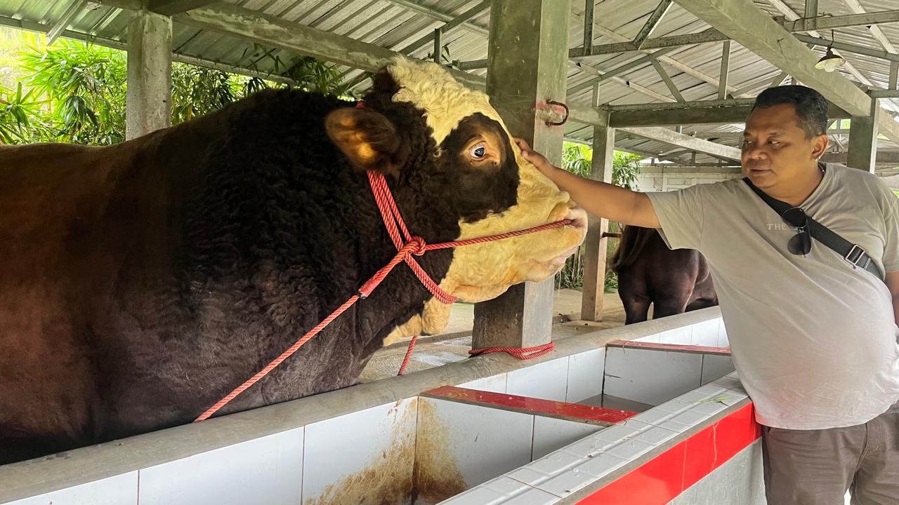 Sapi simental bernama redam milik United Farm, Candiyasan, Kertek yang berbobot di atas satu ton