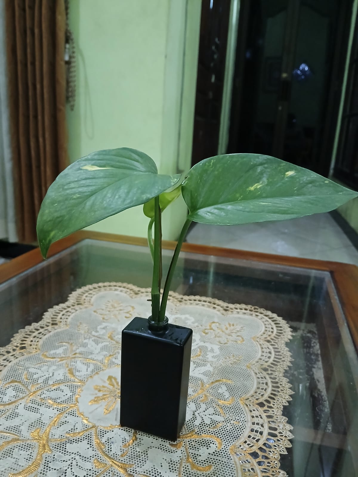 Botol parfum sayang bila dibuang. Gunakan untuk pot tanaman.