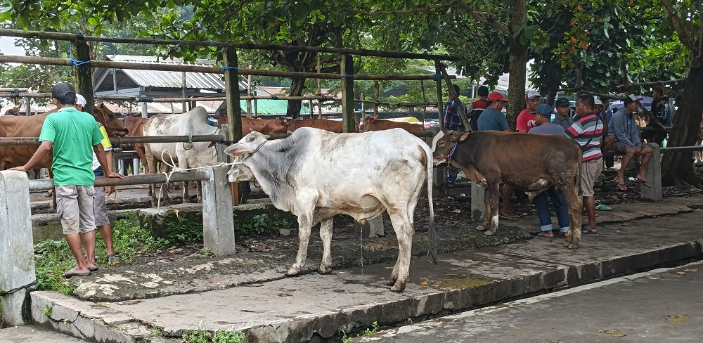 Suasana Pasar Hewan Muntilan, Kabupaten Magelang yang sepi pembeli.