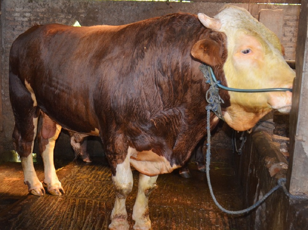 Sapi jenis Simental berbobot 850 kg milik peternak Kota Magelang dibeli Presiden Prabowo Subianto.