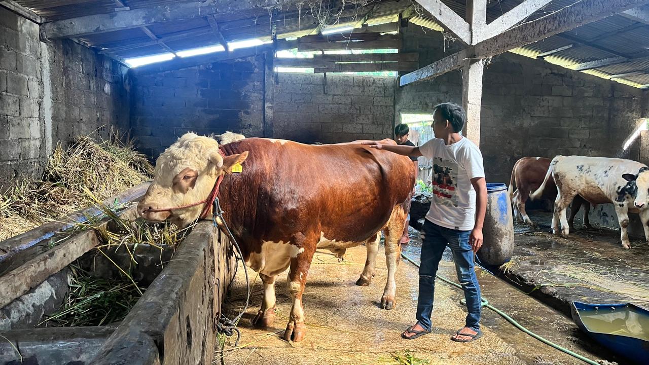 Sapi simental dipesan Presiden Prabowo dari peternakan di Sukoharjo Wonosobo untuk kurban.