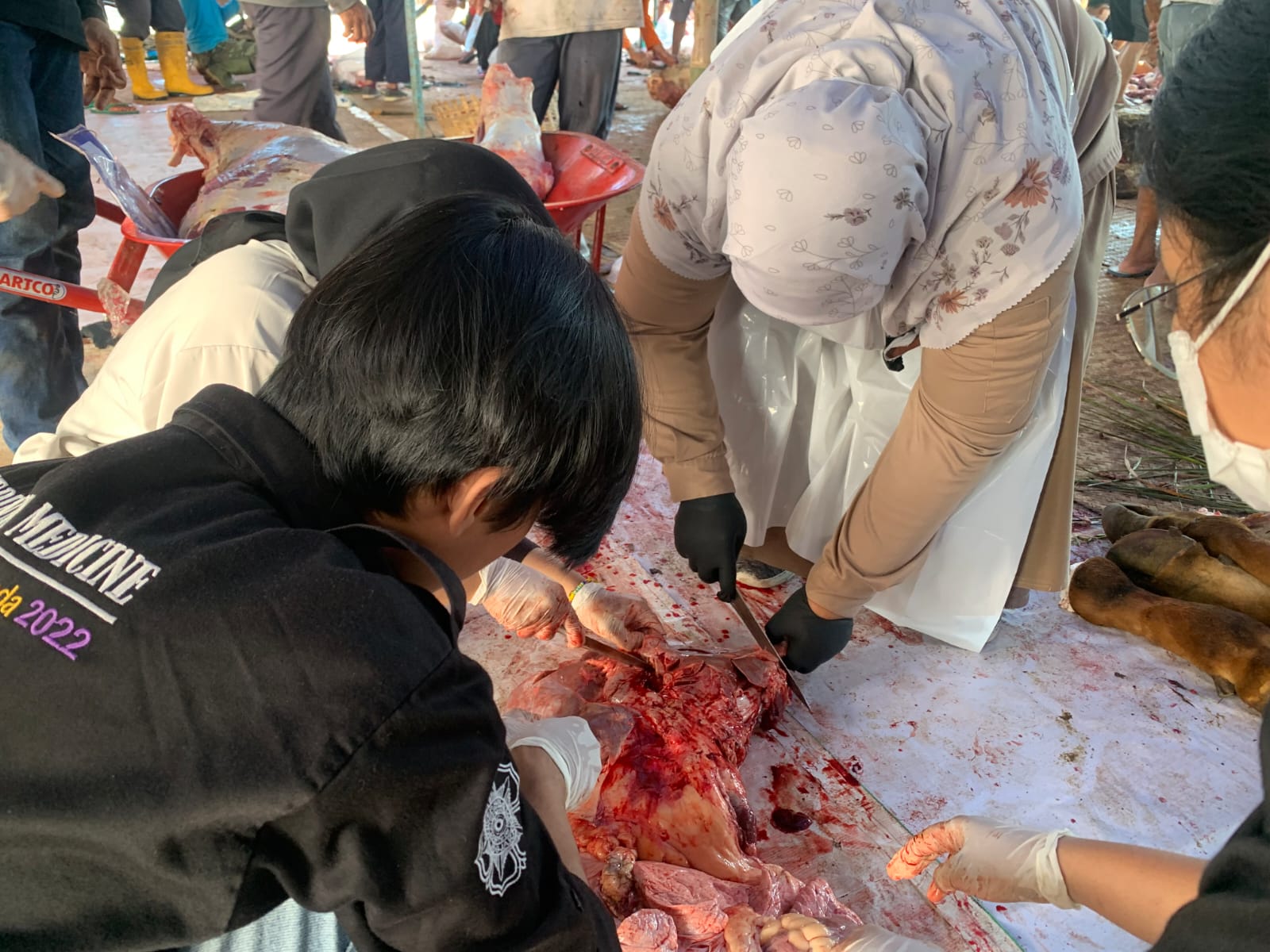 Petugas DKPPP Kabupaten Temanggung  memeriksa hati sapi yang teridentifikasi cacing hati di titik penyembelihan halaman Kantor PD Muhammadiyah Temanggung, Jumat (6/6/2025).