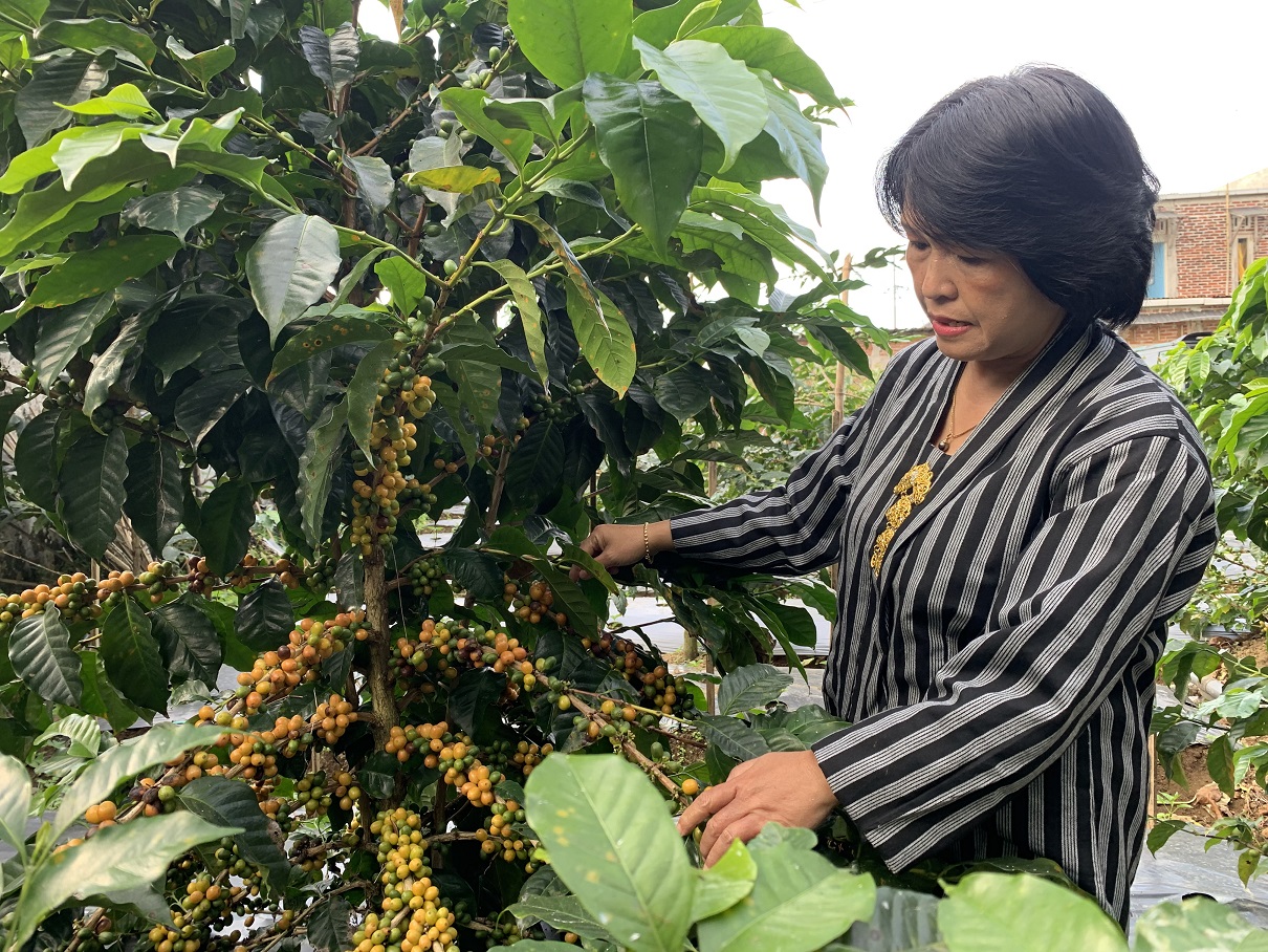 Administrator KPH Kedu Utara, Maria Endah Ambarwati mengecek kopi yellow cattura di Dusun Jumprit, Desa Tegalrejo, Ngadirejo.