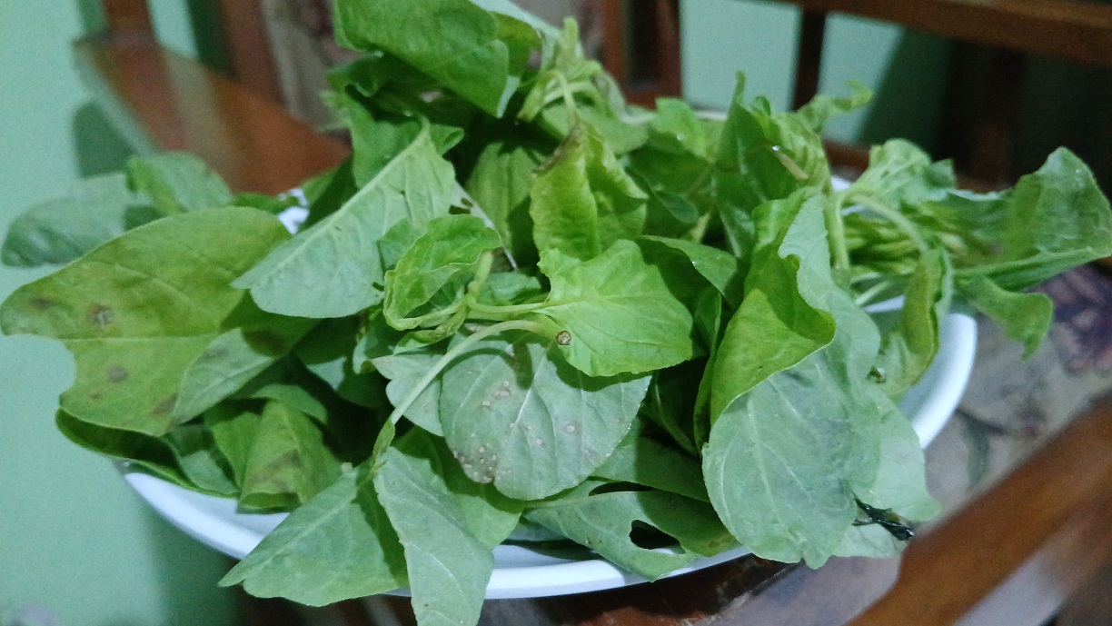 Sayur bayam murah meriah namun memiliki khasiat hebat untuk kesehatan badan.