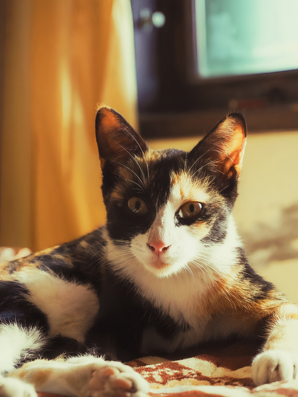 Beberapa bahasa tubuh kucing yang menunjukkan kasih sayang kepadamu!