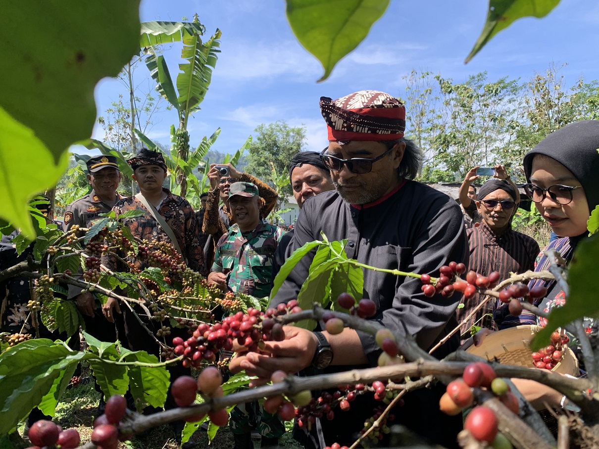 Bupati Temanggung Agus Setyawan saat petik kopi merah robusta di Desa Gemawang, Kamis (17/7/2025).
