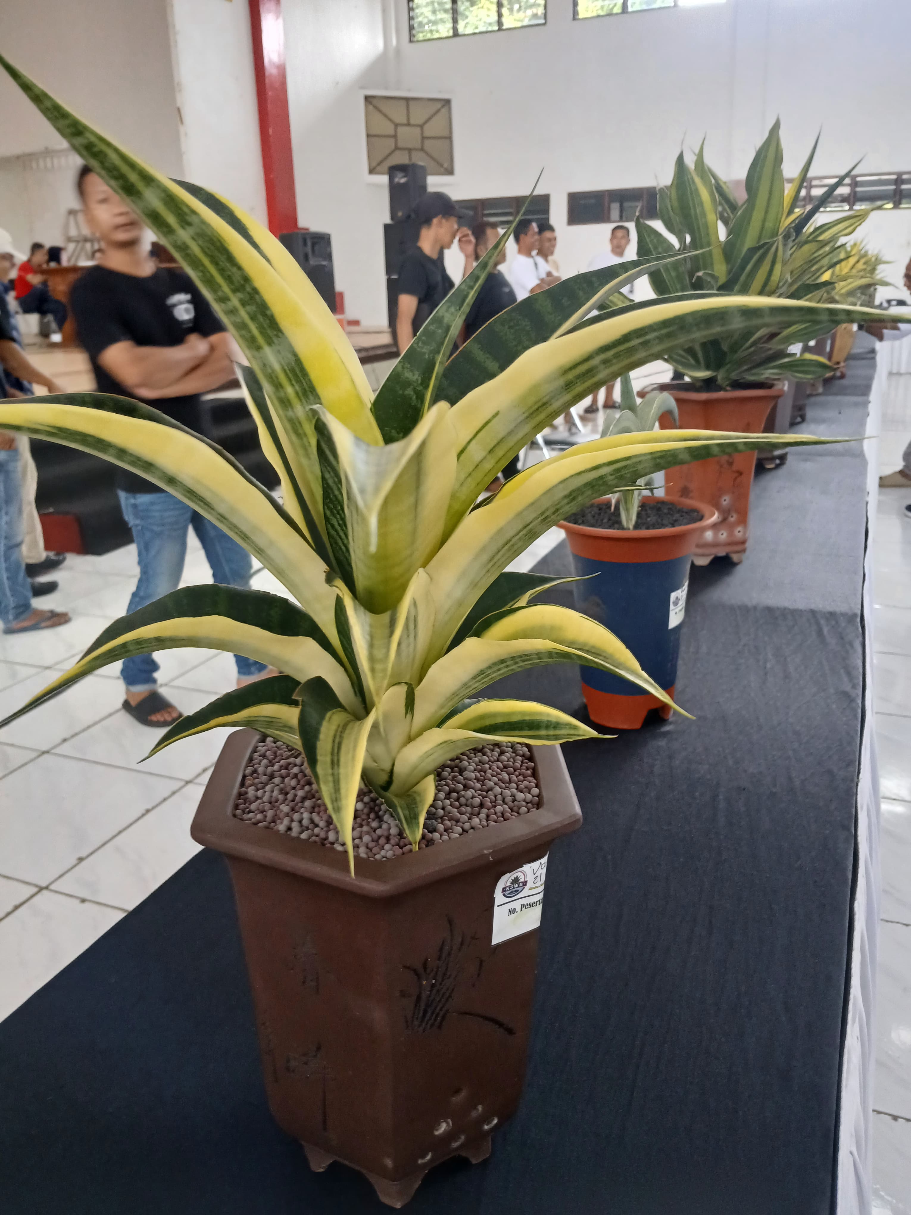 Kontes sanseviera di Sasana Adipura Kencana Wonosobo, Minggu (3/8/2025) diikuti ratusan peserta dari berbagai daerah.