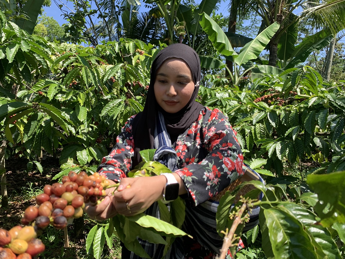 Petani kopi di Kabupaten Temanggung saat panen petik merah beberapa waktu lalu.
