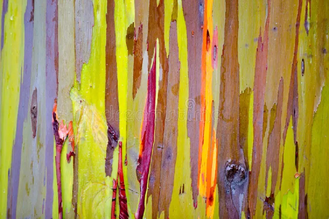 Motif warna-warni pada batang kayu Pohon Pelangi yang terbentuk secara alami