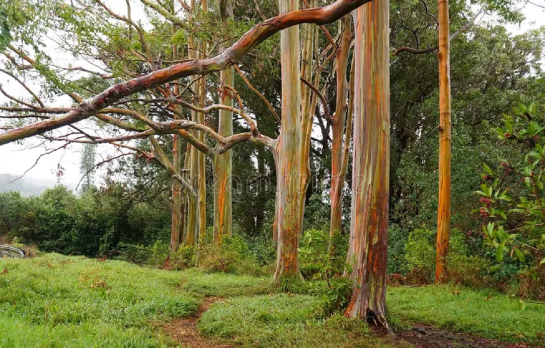 Pohon Pelangi yang tampak tumbuh subur di Hawaii, USA