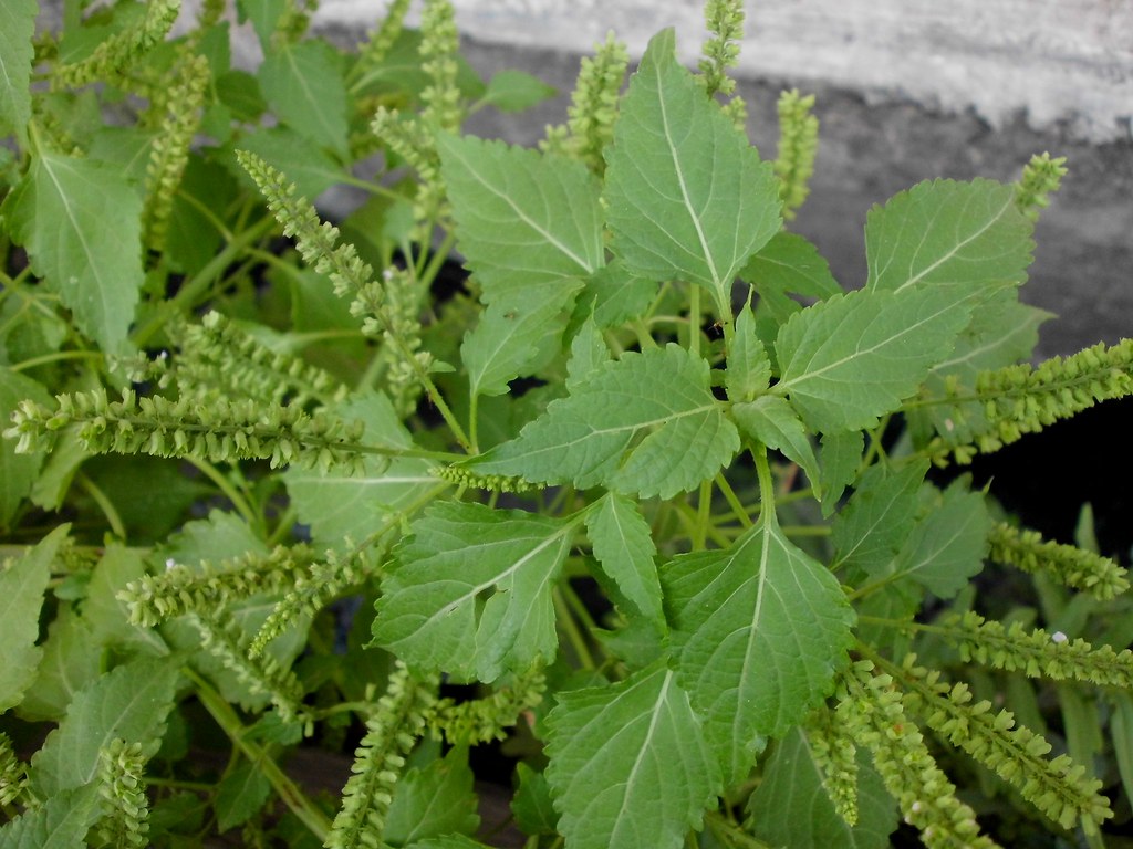 Daun berbentuk segitiga tersusun, batang bercabang banyak, dan adanya bunga-bunga kecil di sepanjang batang  menjadi ciri khas tanaman sangket