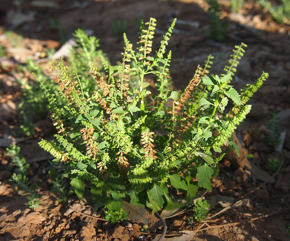 Tanaman sangket yang tumbuh subur