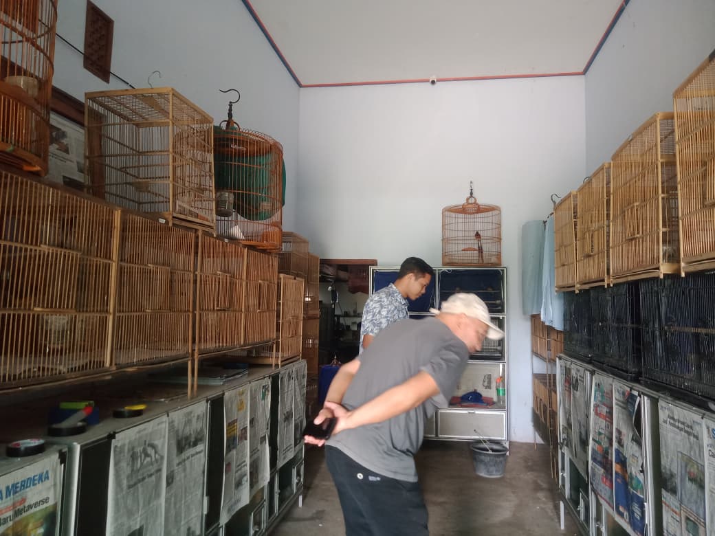 NN Farm Purworejo Sukses Ternak Murai Batu Ekor Panjang