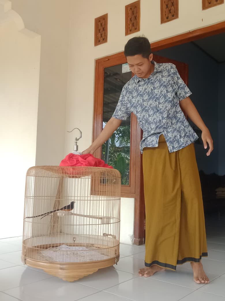 Peternak Murai Batu Ekor Panjang NN Farm Purworejo