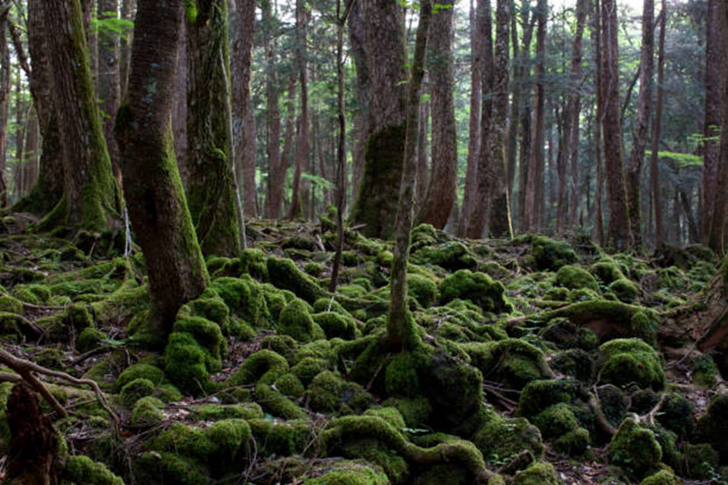 Aokigahara, Hutan Bunuh Diri di Jepang