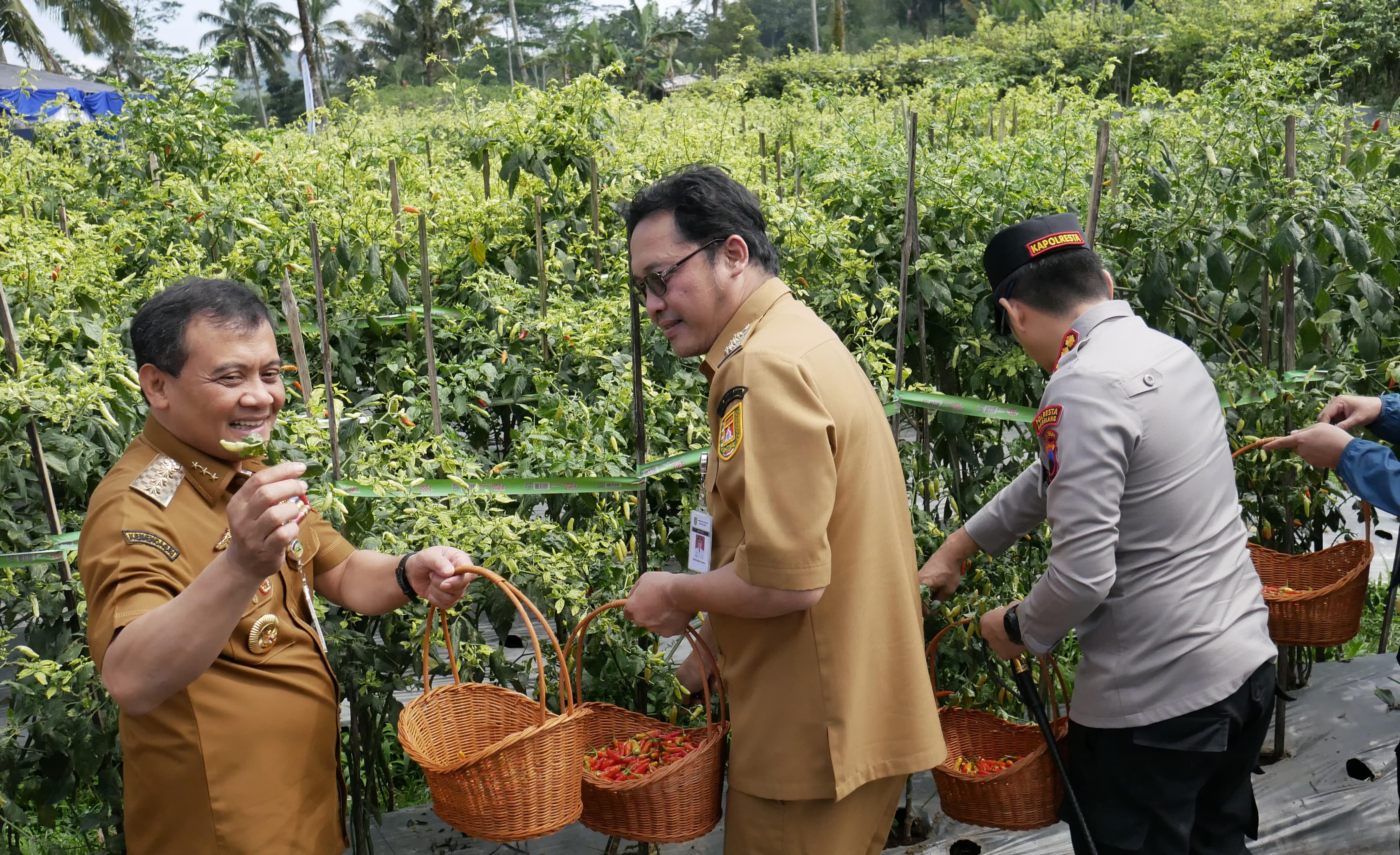 Gubernur Jateng Ahmad Luthfi bersama Bupati Magelang Grengseng Pamuji&nbsp;memanen cabai di Desa Banyusidi, Pakis, Kabupaten Magelang, Senin (22/9/2025).
