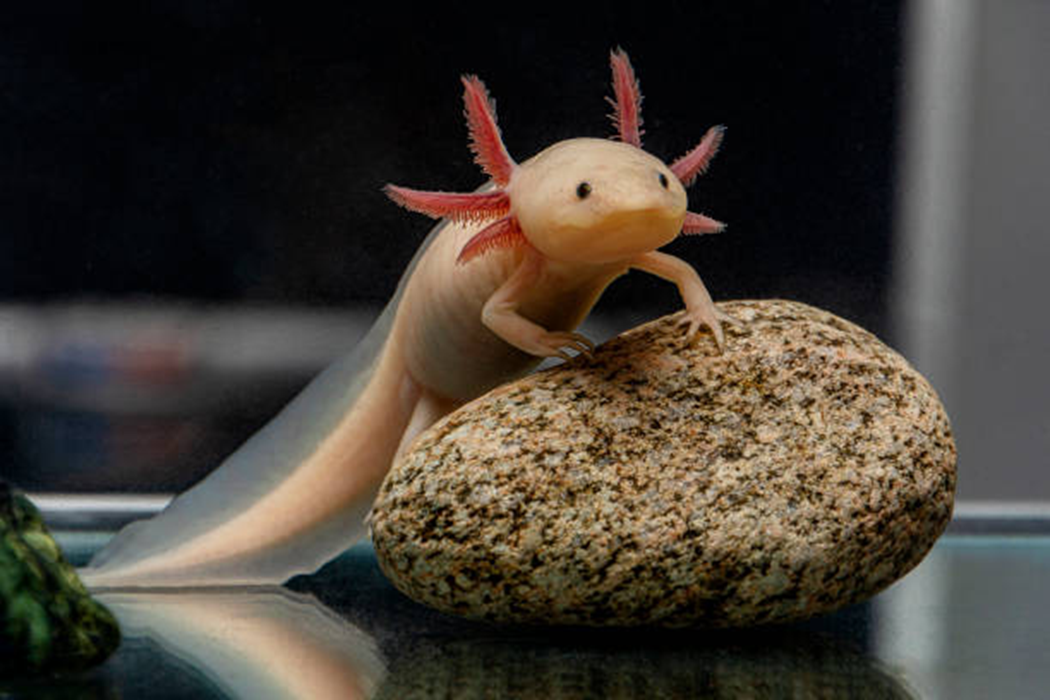 Axolotl, Si Mexican Walking Fish dengan Wajah Imut dan Kemampuan Super