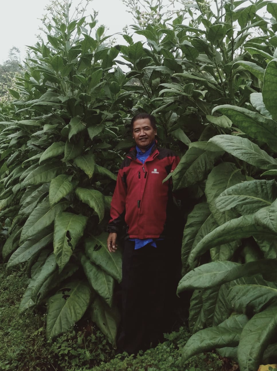 Varietas tembakau gombel sembung salah satu dari 3 varietas unggul lokal milik  Kabupaten Magelang.