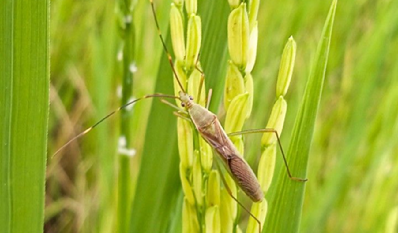 Walang sangit termasuk salah satu hama padi di sawah yang mengeluarkan bau sangit.