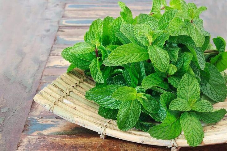 Daun mint segar yang kaya aroma dan manfaat kesehatan. Selain menyegarkan napas, tanaman herbal ini juga dikenal membantu pencernaan, menenangkan pikiran, dan merawat kulit secara alami.