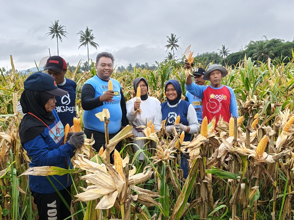 Petani Jagung di Bondowoso, Mertoyudan,&nbsp;Kabupaten Magelang berhasil melakukan panen raya jagung benih, Minggu (26/10/2025).