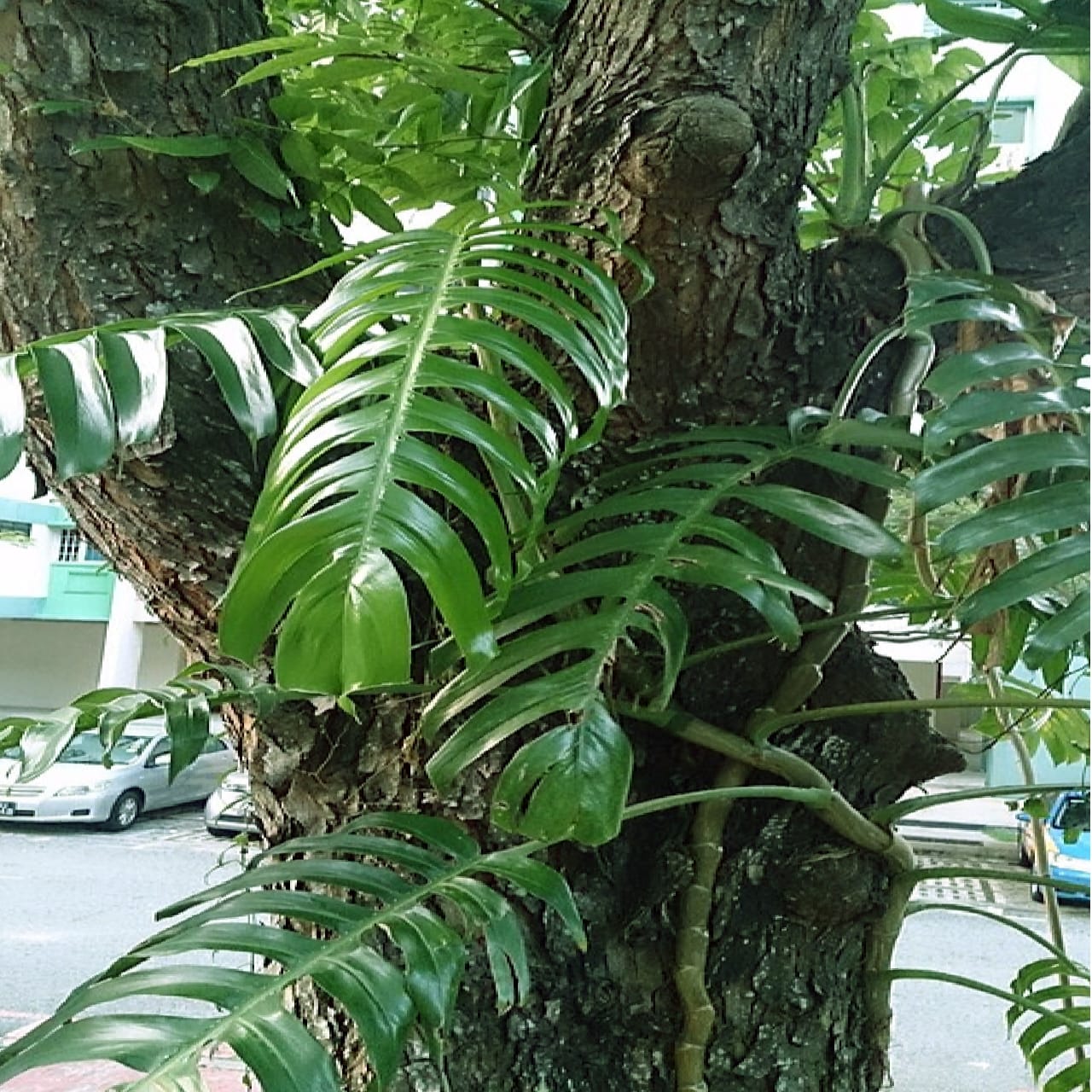 Tanaman ekor naga tumbuh merambat di sebuah pohon