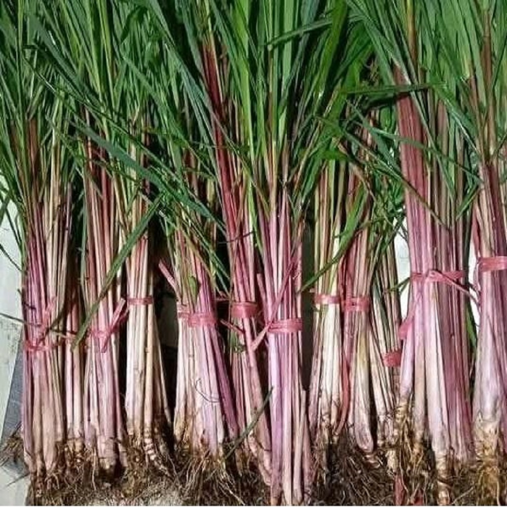 Sereh merah atau dikenal dengan sereh wangi memiliki ciri khas batang berwarna kemerah-merahan dan aroma tajam yang menyengat