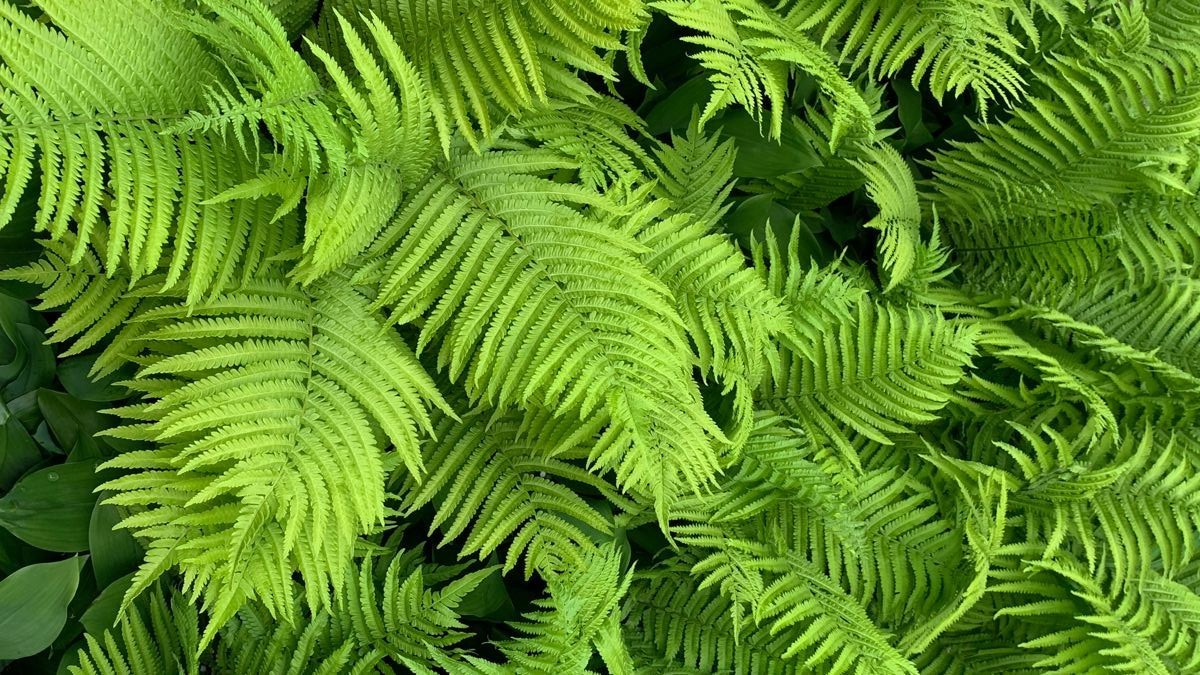 Daun Pakis, sayur tradisional yang menyehatkan, asal diolah dengan benar.