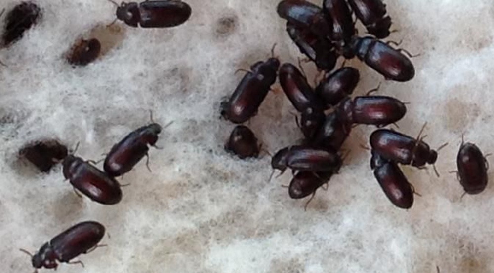 Semut Jepang adalah semut asli Jepang, padahal serangga ini secara alami hidup di wilayah tropis Indonesia.