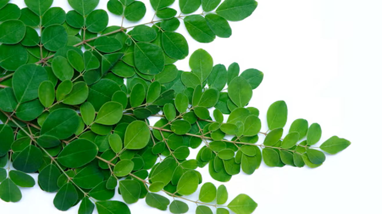 Daun kelor memiliki banyak sekali manfaat dan mampu mencegah berbagai penyakit sehingga dijuluki sebagai miracle tree