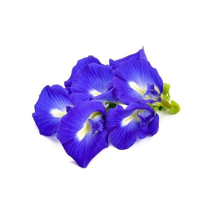 Bunga telang atau Clitoria ternatea  kaya akan segudang manfaat