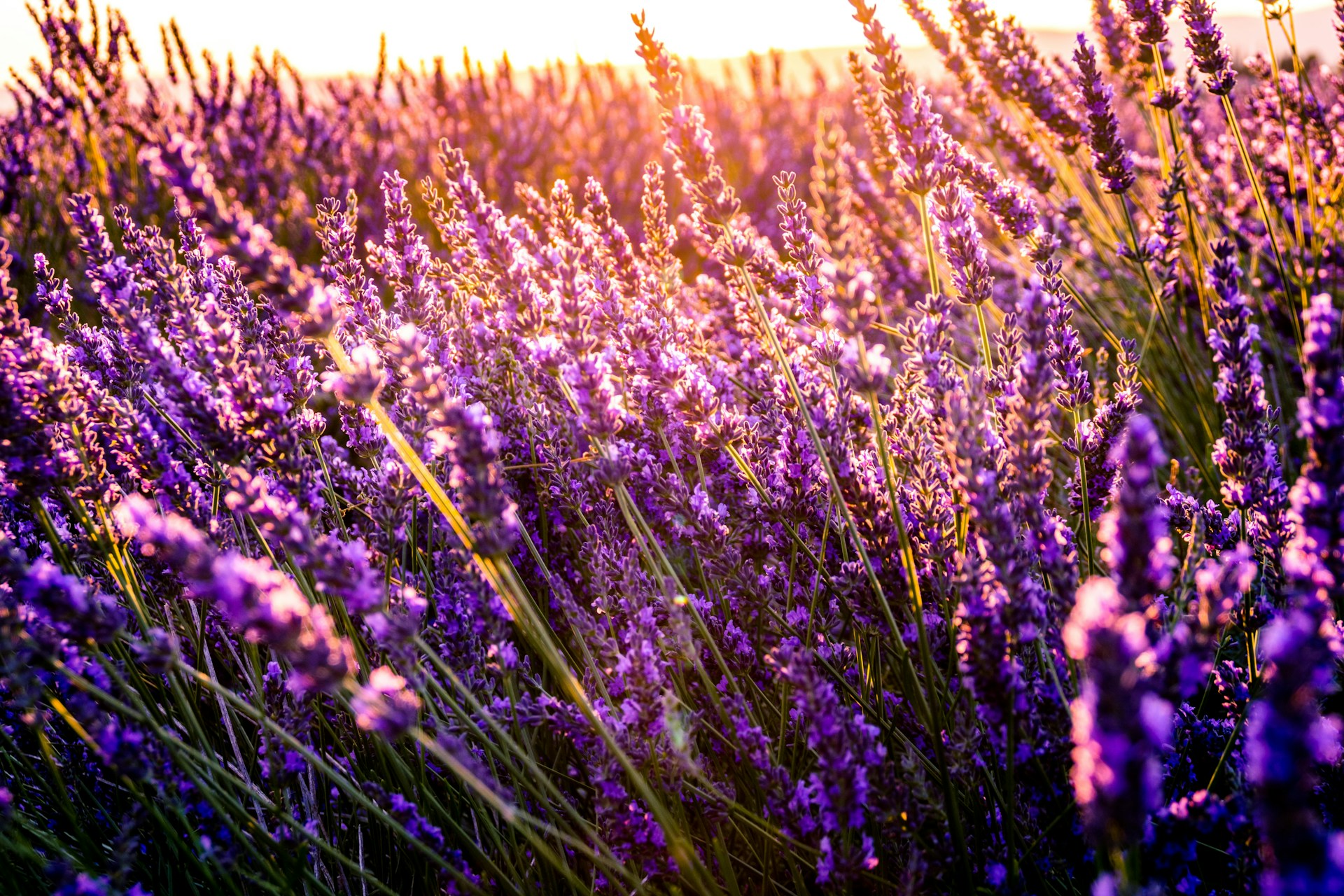 Tanaman Lavender dengan ciri khas bunga berwarna ungu atau kebiru-biruan dan batang, serta daun hijau ramping