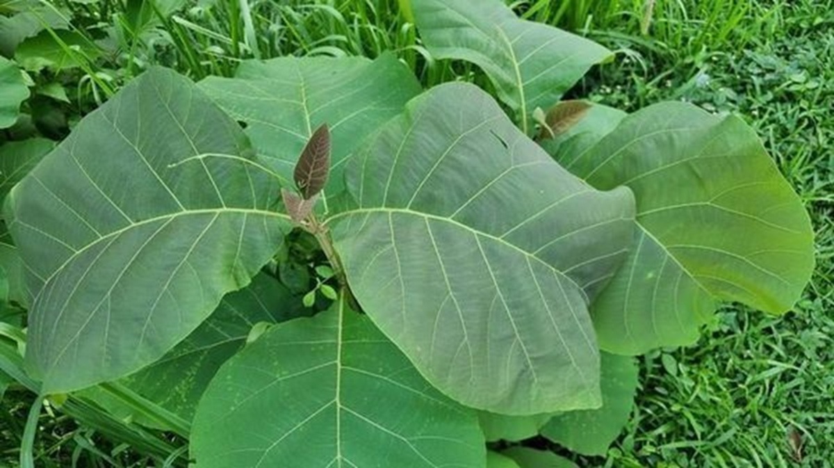 Daun Jati (Tectona grandis) tidak hanya berfungsi sebagai pembungkus makanan, tetapi juga menyimpan berbagai khasiat bagi kesehatan tubuh.