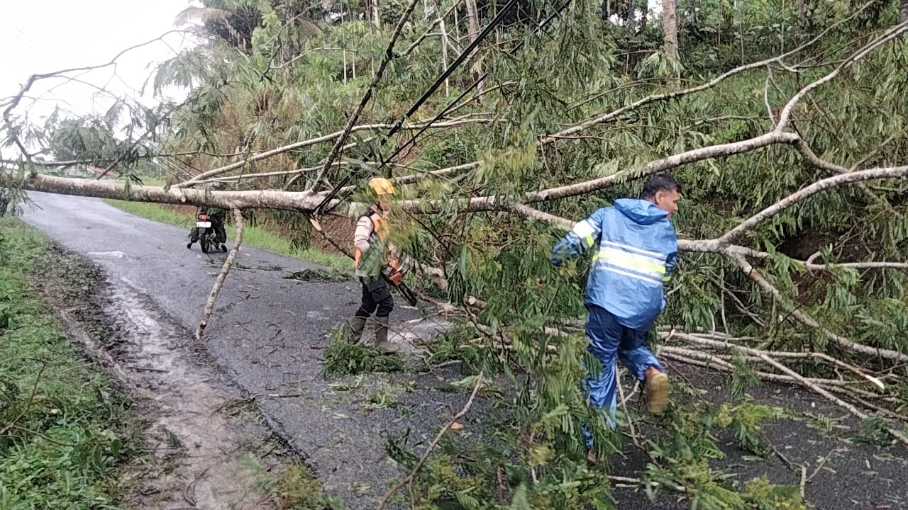 Petugas tengah menangani pohon yang roboh di kawasan tanjakan Situkup, Desa Winongsari, Kaliwiro, Wonosobo, Jumat (31/10/2025).