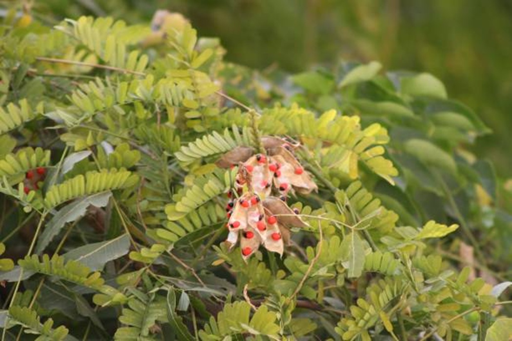 Manfaat Daun Saga (Abrus precatorius L.) untuk Kesehatan Tubuh